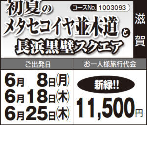 《新緑!!》初夏の『メタセコイヤ並木道』と『長浜黒壁スクエア』